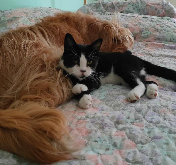 ODINO - gattino di 7 mesi Foto 3